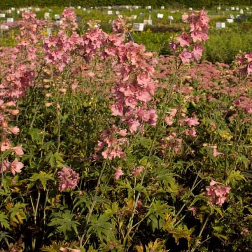 Delphinium ruysii Pink Sensation - Garten-Rittersporn (Wuchs)