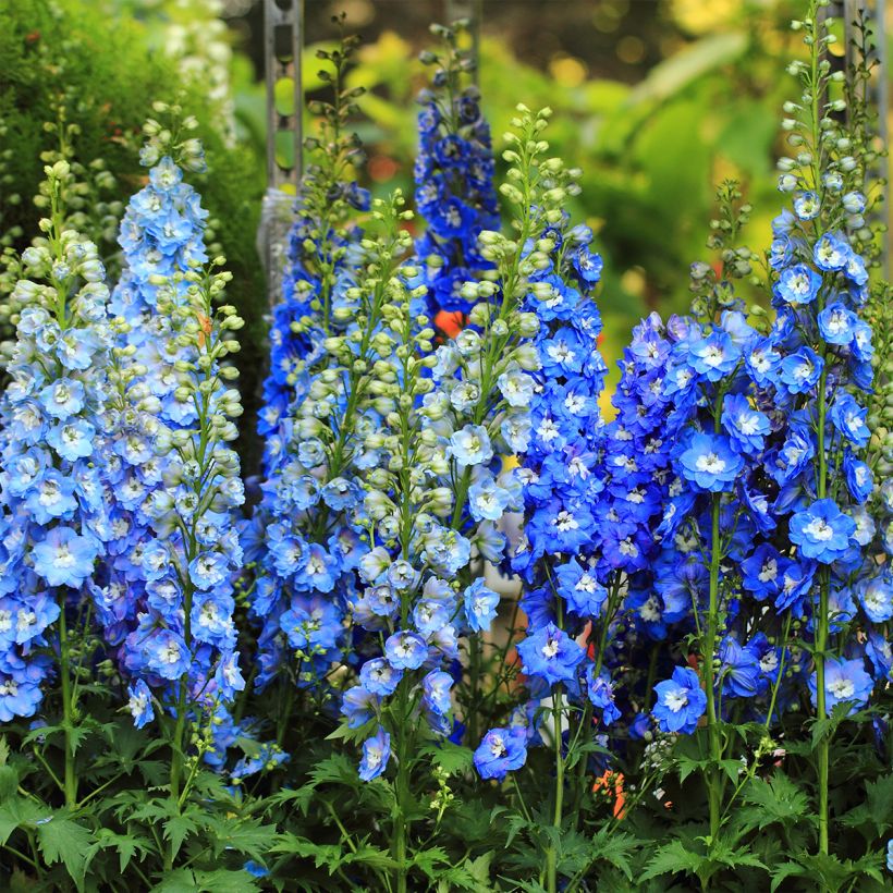 Pacific-Rittersporn Magic Fountain Sky Blue-White Bee - Delphinium (Wuchs)