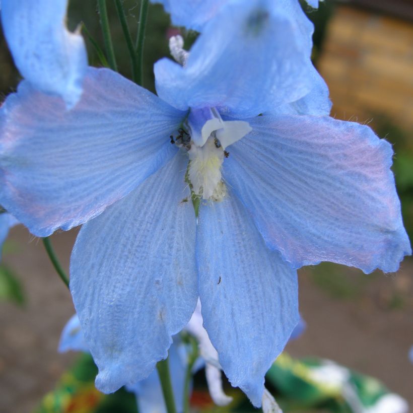 Delphinium belladona Ballkleid - Garten-Rittersporn (Blüte)