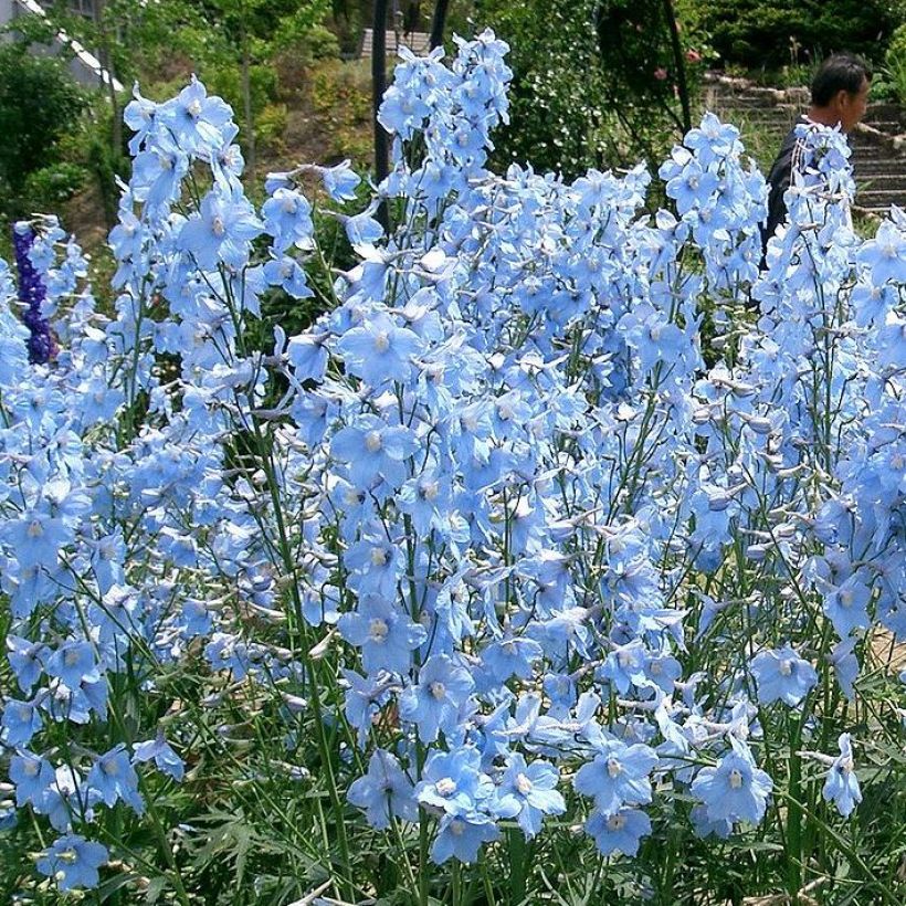 Delphinium belladona Ballkleid - Garten-Rittersporn (Wuchs)