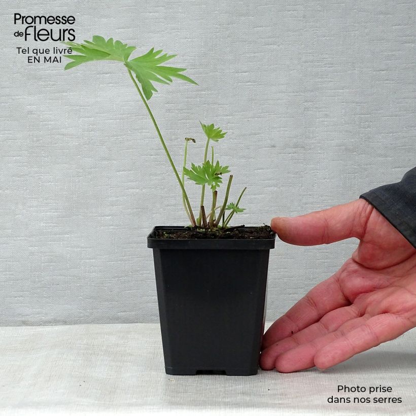 Exemplar von Delphinium belladona Bellamosum - Garten-Rittersporn Kleine Töpfe von 7/8 cm wie im Frühjahr geliefert