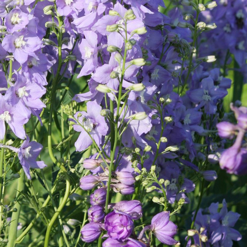 Delphinium belladona Delphinium belladonna Capri - Garten-Rittersporn (Wuchs)