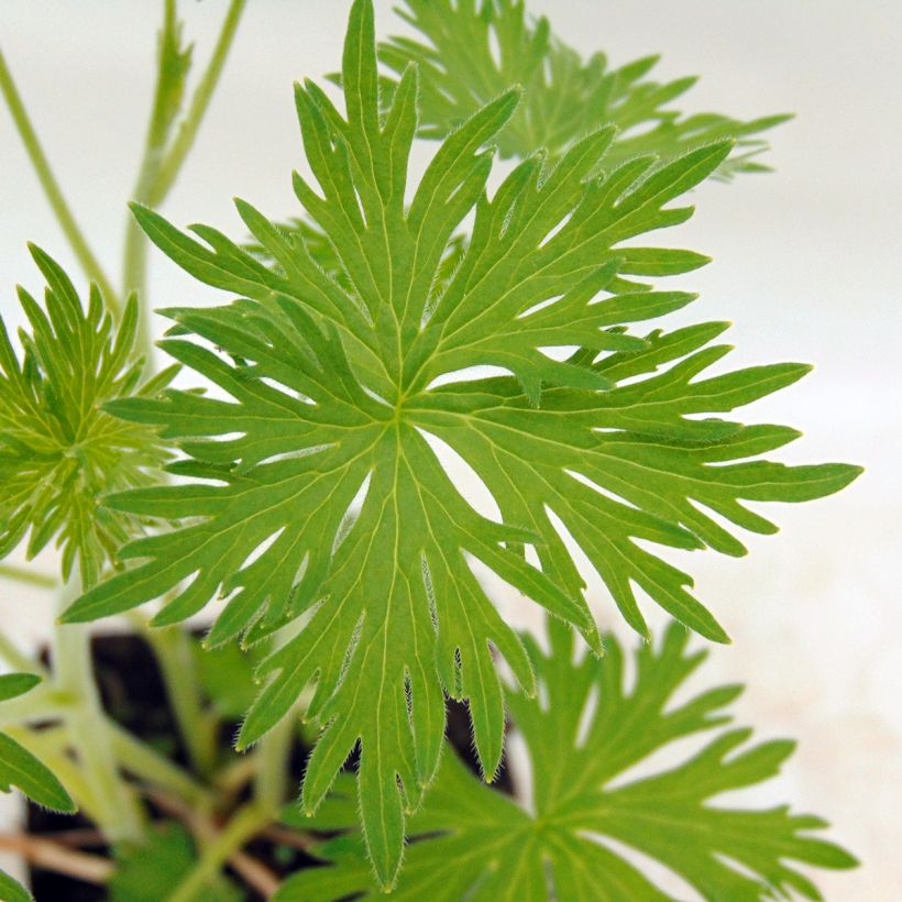 Delphinium belladona Casa Blanca - Garten-Rittersporn (Foliage)