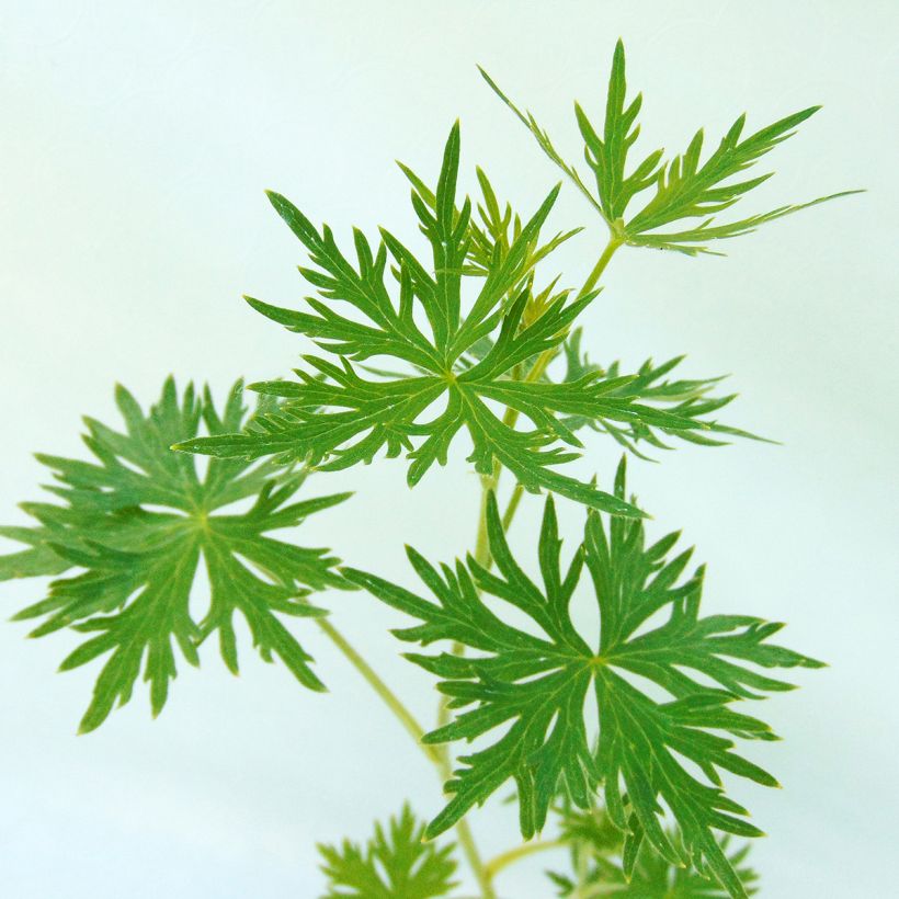 Delphinium belladona Cliveden Beauty - Garten-Rittersporn (Foliage)