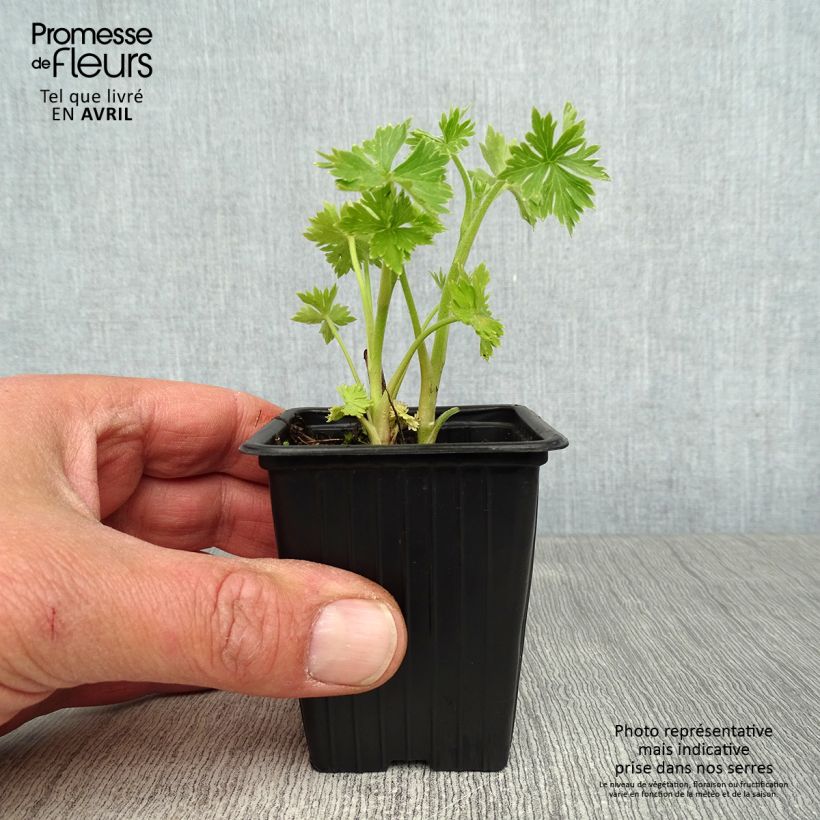 Example of Delphinium belladona Cliveden Beauty - Garten-Rittersporn Kleine Töpfe von 7/8 cm as you get in printemps