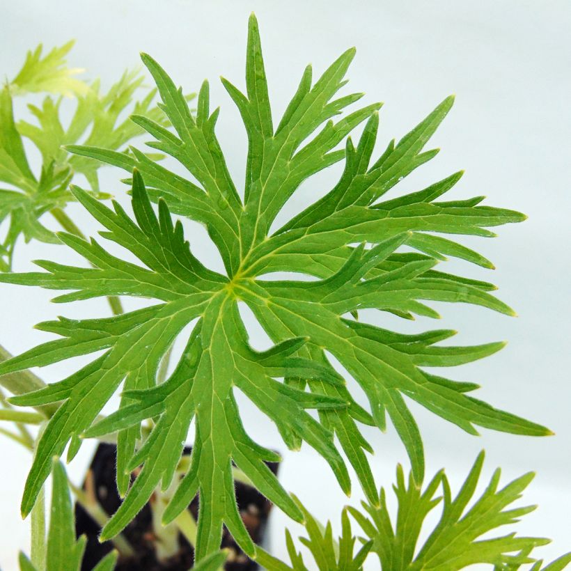 Delphinium belladona Moerheimii - Garten-Rittersporn (Laub)