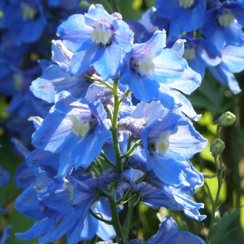 Delphinium belladona Piccolo - Garten-Rittersporn (Wuchs)