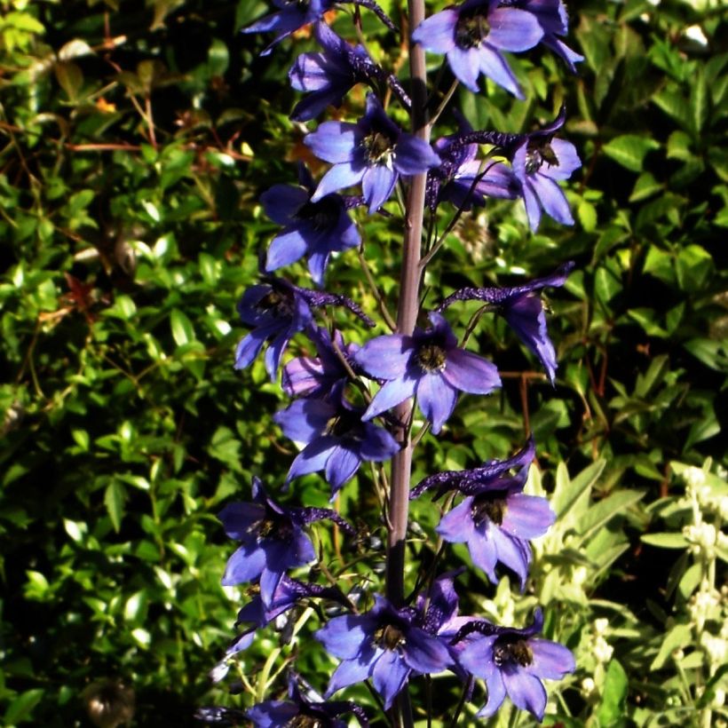 Delphinium belladonna Völkerfrieden - Garten-Rittersporn (Wuchs)