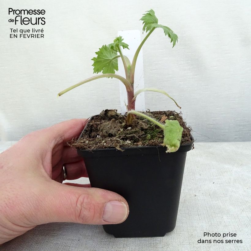 Exemplar von Hoher Rittersporn Double Innocence - Delphinium Kleine Töpfe von 8/9 cm wie im Winter geliefert