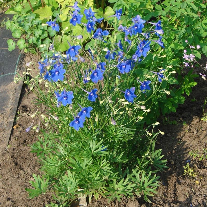 Garten-Rittersporn Blauer Zwerg - Delphinium grandiflorum (Wuchs)