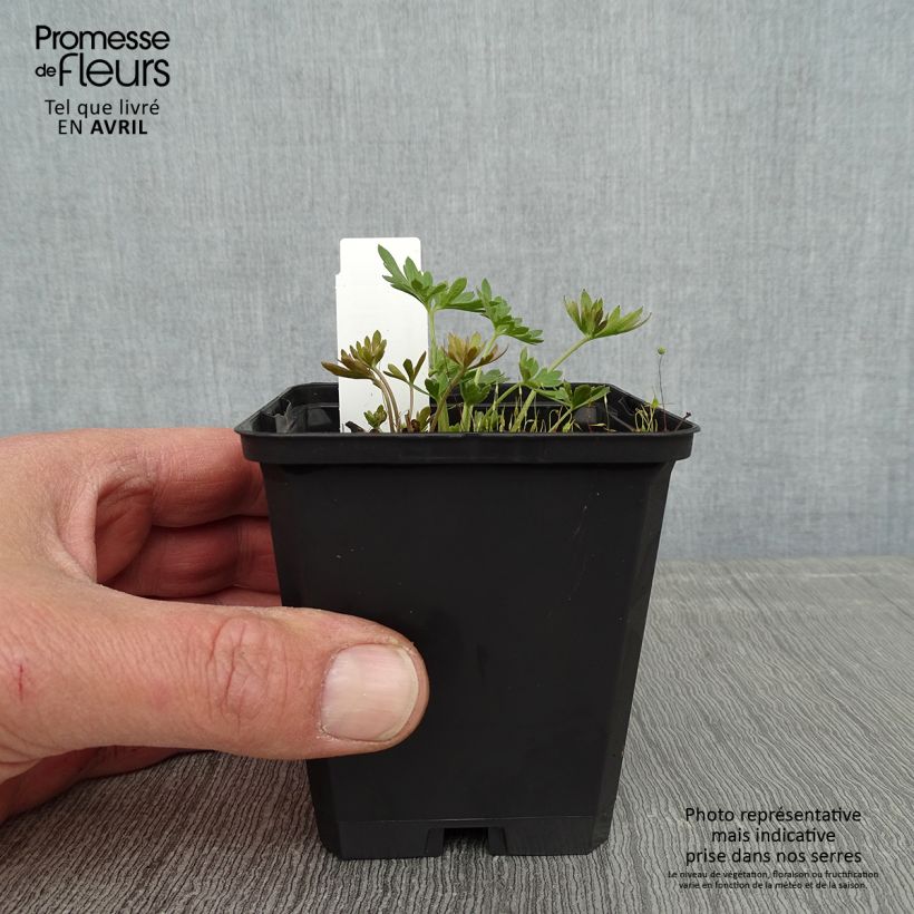 Exemplar von Garten-Rittersporn Blauer Zwerg - Delphinium grandiflorum Kleine Töpfe von 8/9 cm wie im Frühjahr geliefert