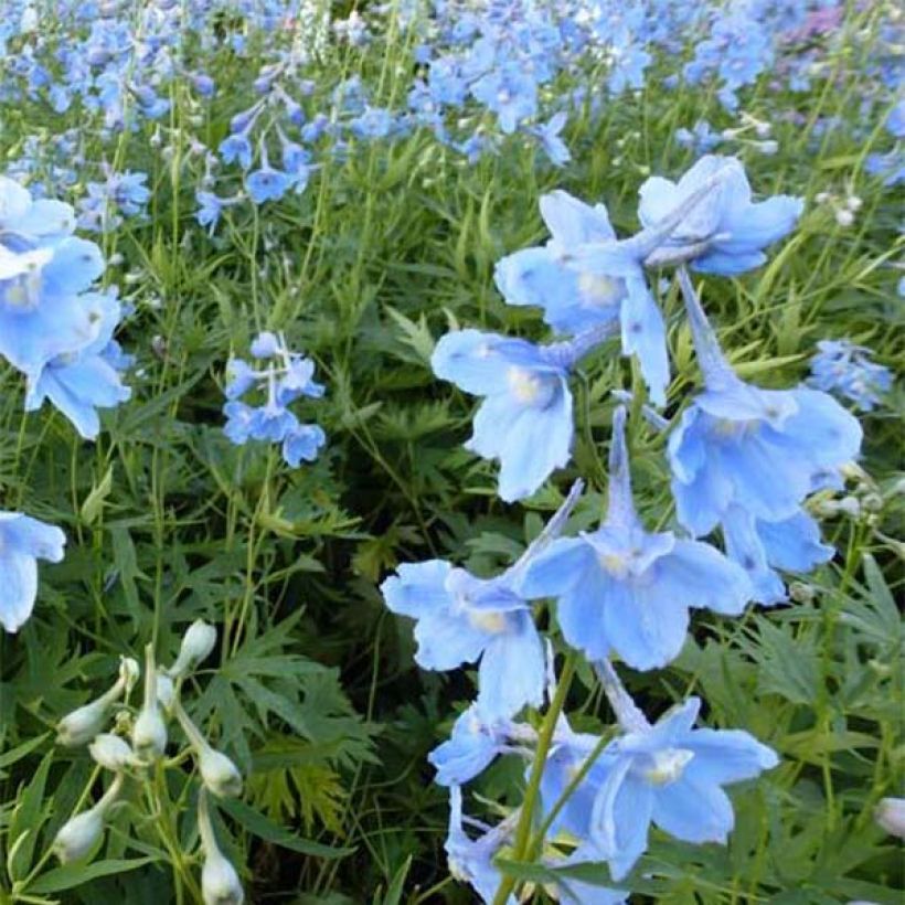 Delphinium belladona Cliveden Beauty - Garten-Rittersporn (Flowering)