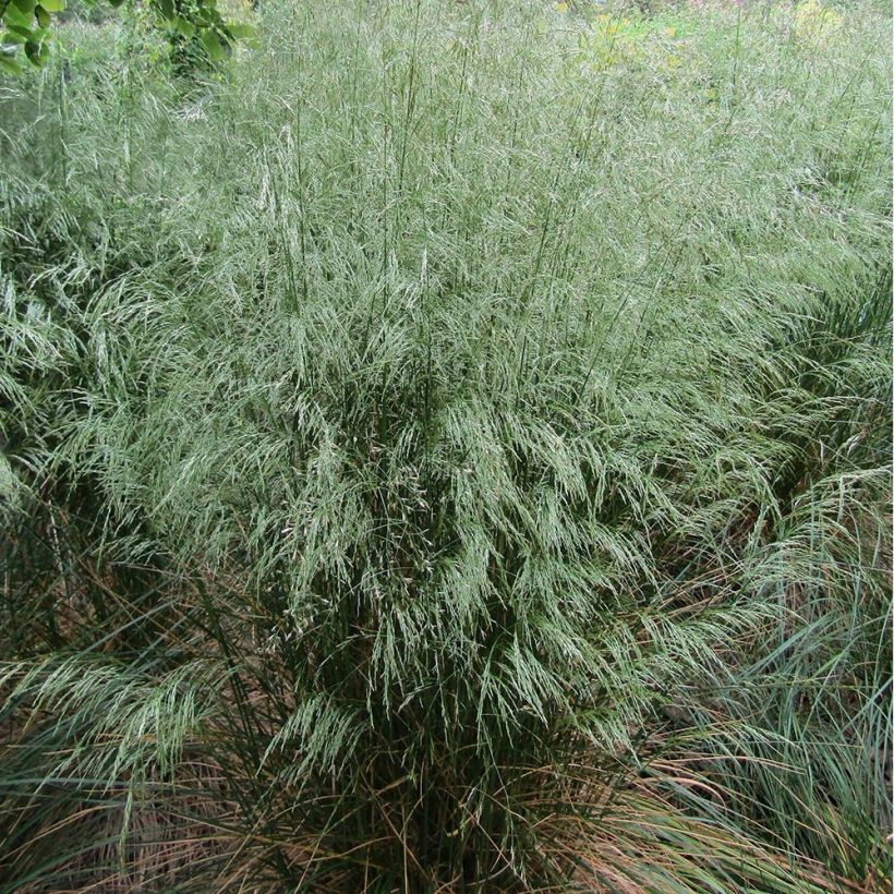 Schlängel-Schmiele - Deschampsia flexuosa (Wuchs)