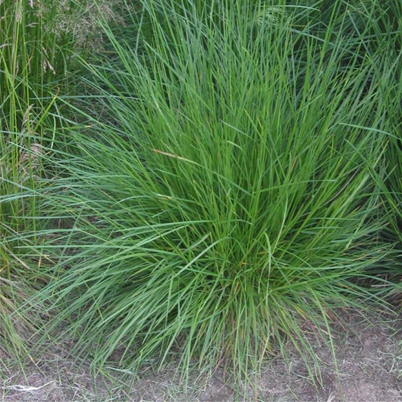 Rasen-Schmiele Bronzeschleier - Deschampsia caespitosa (Plant habit)