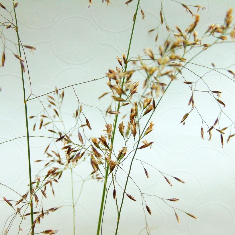 Rasen-Schmiele - Deschampsia caespitosa (Flowering)