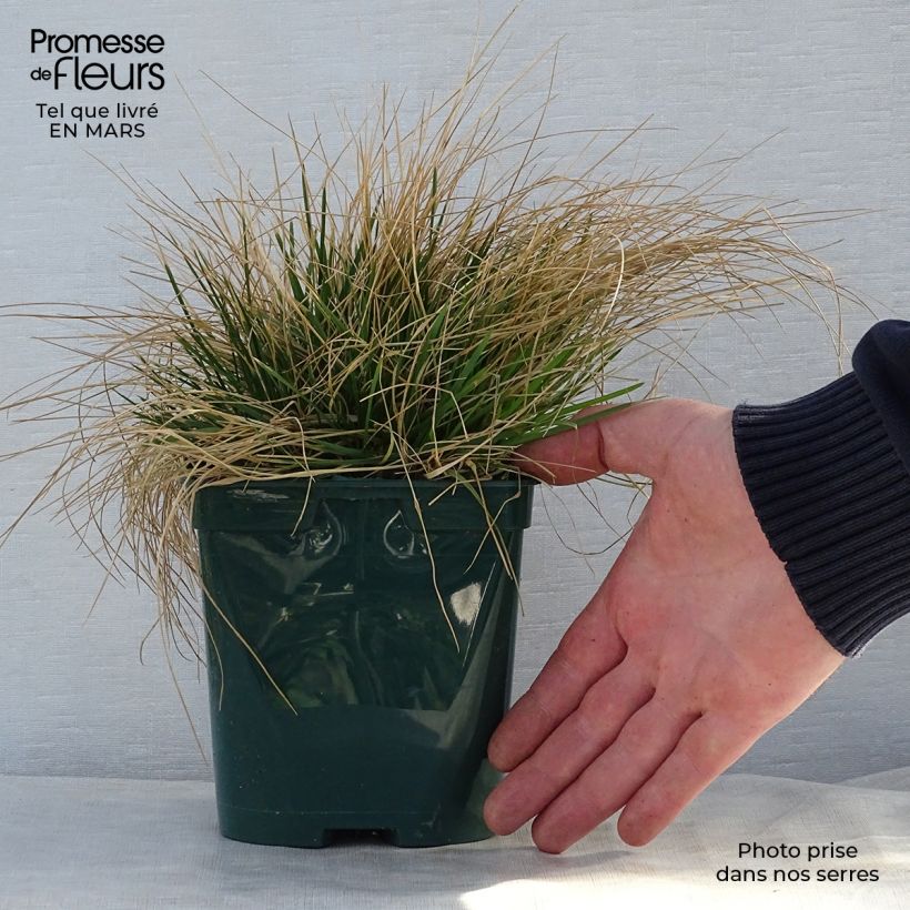 Example of Rasen-Schmiele - Deschampsia caespitosa Topf mit 2L/3L as you get in printemps