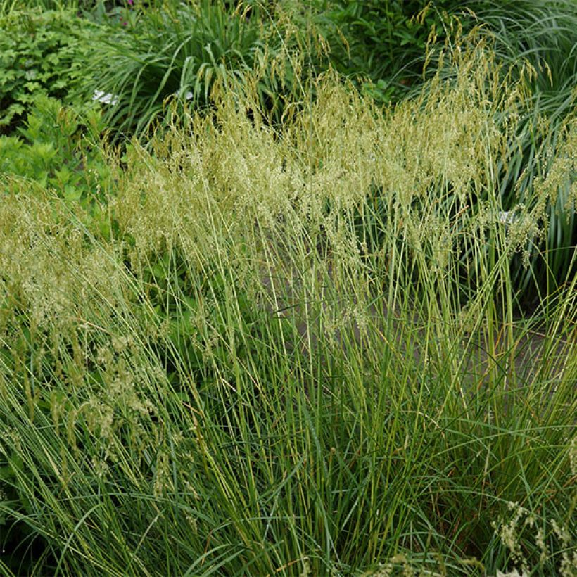Rasen-Schmiele Goldschleier - Deschampsia caespitosa (Plant habit)