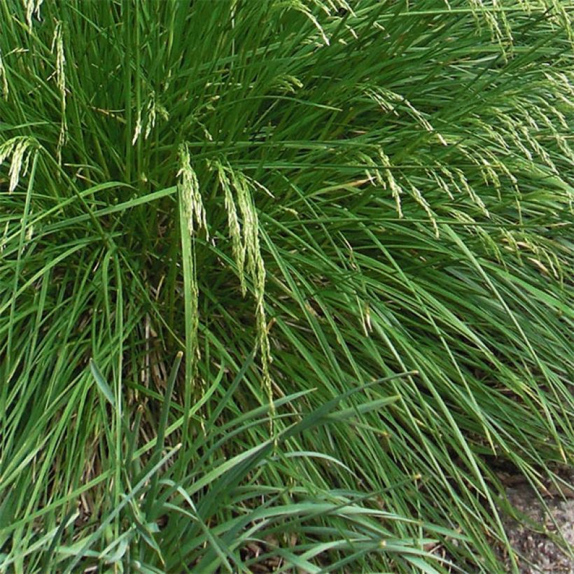 Rasen-Schmiele Goldtau - Deschampsia caespitosa (Foliage)