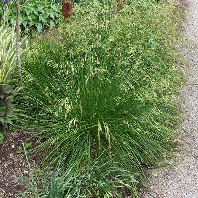 Rasen-Schmiele Goldtau - Deschampsia caespitosa (Plant habit)