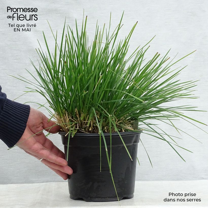 Example of Rasen-Schmiele Goldtau - Deschampsia caespitosa Topf mit 2L/3L as you get in printemps