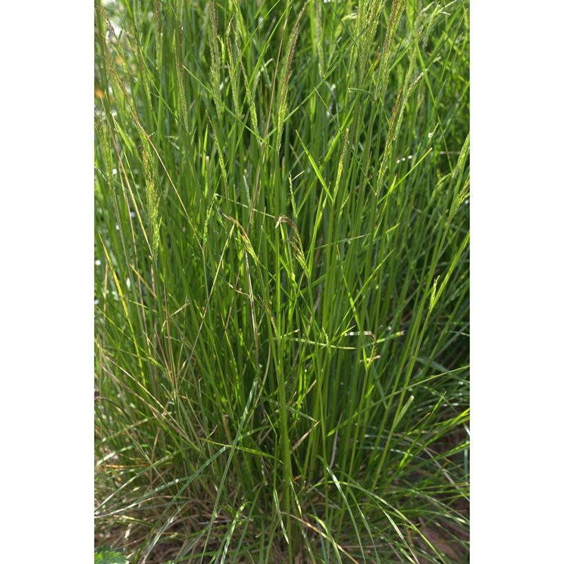 Rasen-Schmiele Northern Lights - Deschampsia caespitosa (Wuchs)