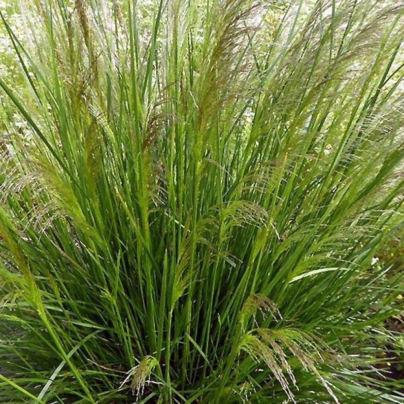Rasen-Schmiele Pixie Fountain - Deschampsia caespitosa (Plant habit)