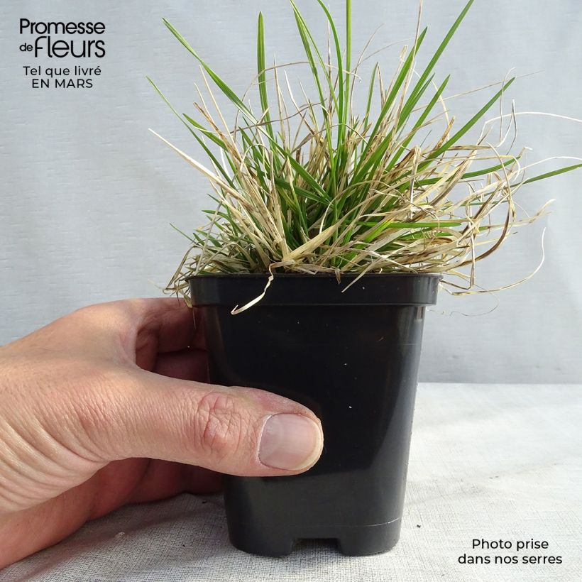 Example of Rasen-Schmiele Pixie Fountain - Deschampsia caespitosa Kleine Töpfe von 8/9 cm as you get in printemps