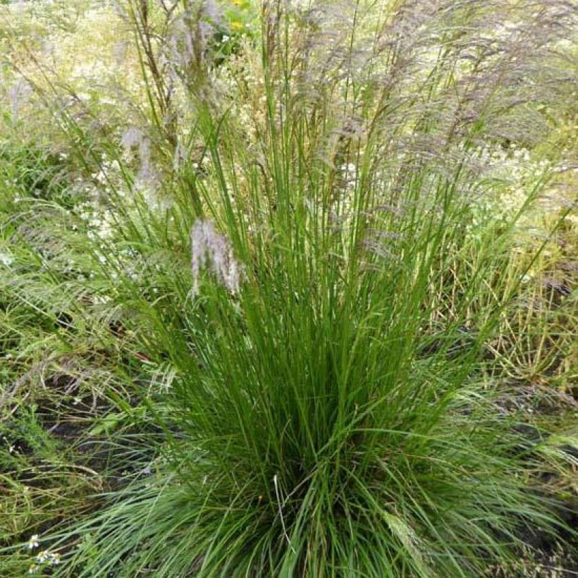 Rasen-Schmiele Tardiflora - Deschampsia caespitosa (Plant habit)
