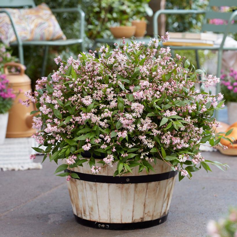 Deutzia Million Stars Pink Carpet - Deutzie (Wuchs)