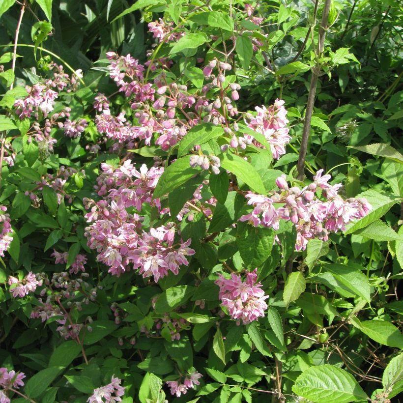 Deutzia Perle Rose - Deutzie (Wuchs)