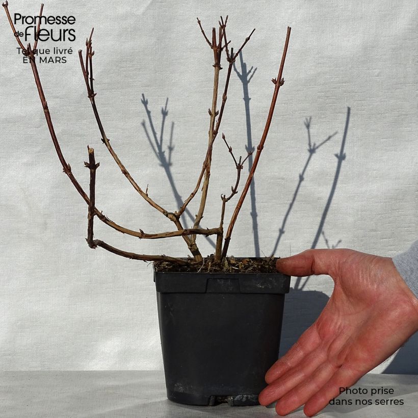 Example of Deutzia Sternchenstrauch (Tourbillon Rouge) - Pracht-Deutzie Topf mit 2L/3L as you get in printemps