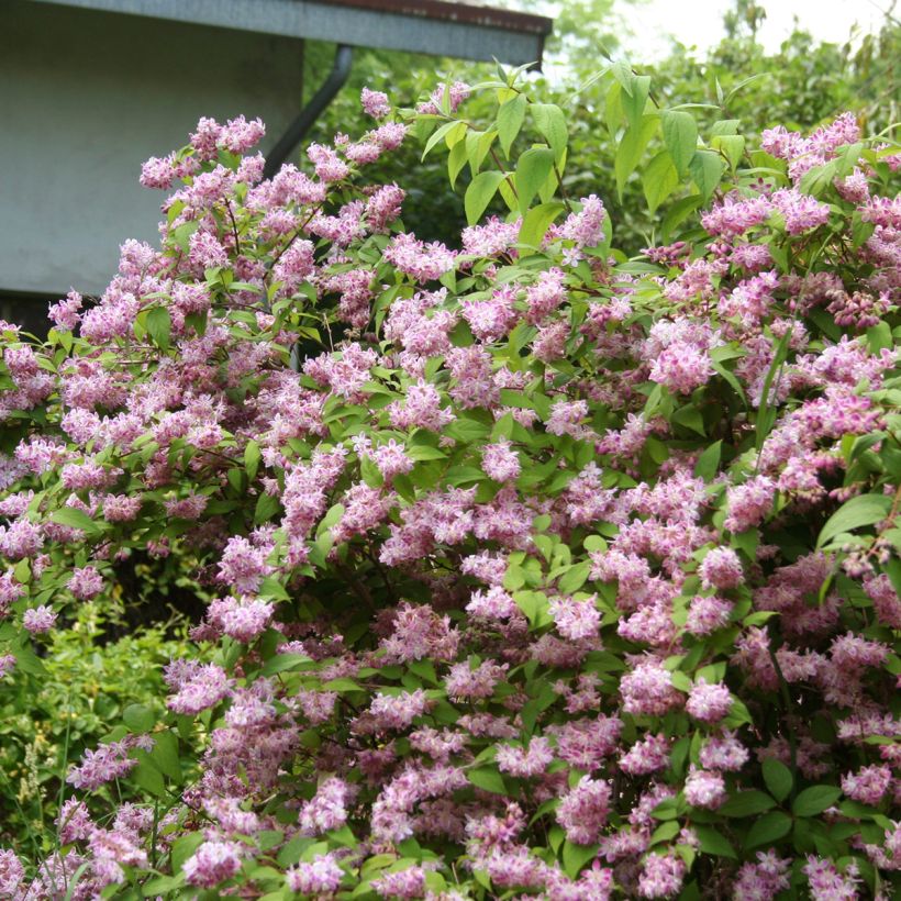 Deutzia Sternchenstrauch (Tourbillon Rouge) - Pracht-Deutzie (Plant habit)