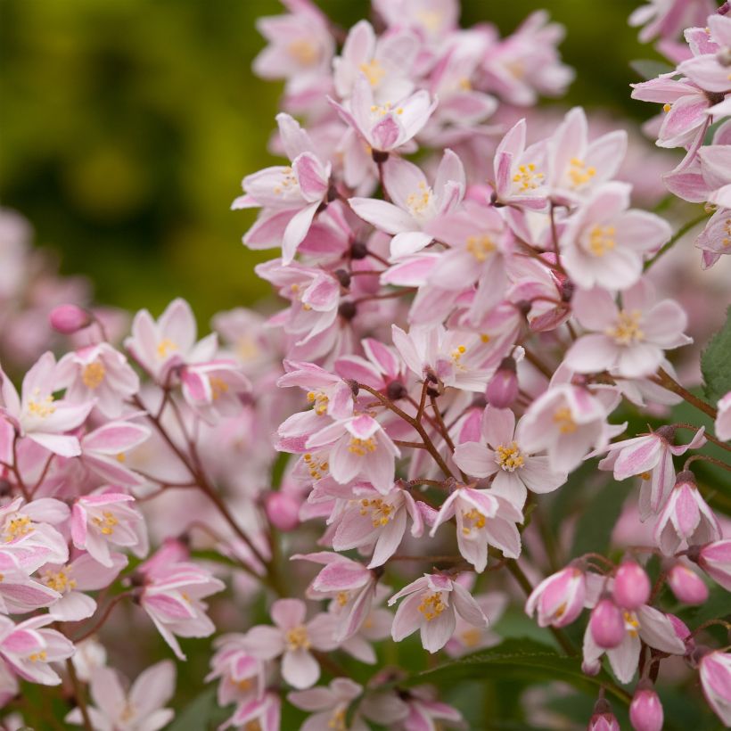 Deutzia Yuki Cherry Blossom - Deutzie (Flowering)
