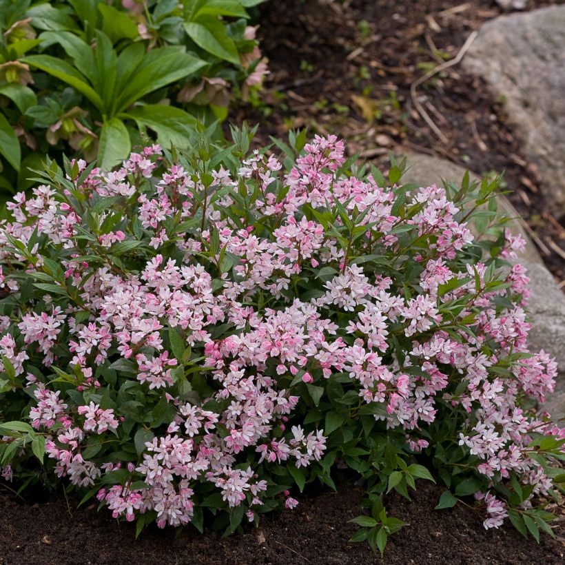 Deutzia Yuki Cherry Blossom - Deutzie (Plant habit)