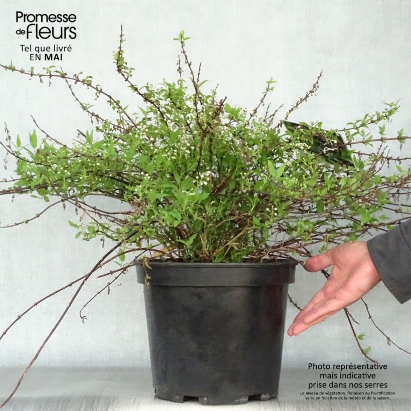 Example of Deutzia Yuki Cherry Blossom - Deutzie Topf mit 7,5L/10L as you get in printemps