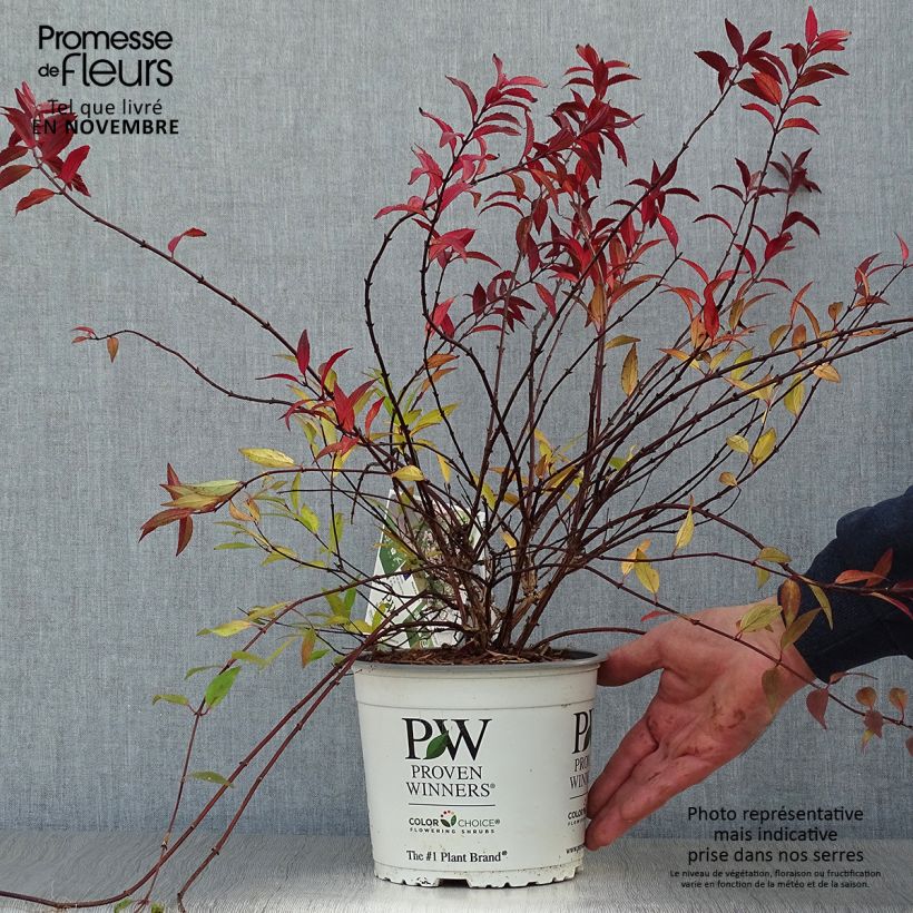 Exemplar von Deutzia Yuki Cherry Blossom - Deutzie Topf mit 2L/3L wie im Herbst geliefert