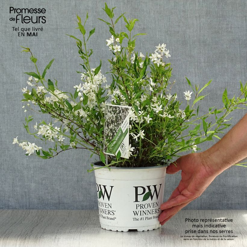 Exemplar von Deutzia Yuki Snowflake - Deutzie Topf mit 2L/3L wie im Sommer geliefert