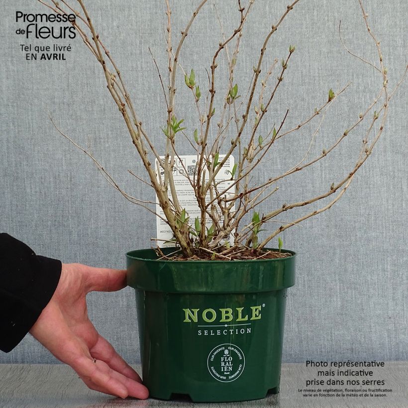 Example of Deutzia compacta Lavender Time - Deutzie Topf mit 3L/4L as you get in printemps