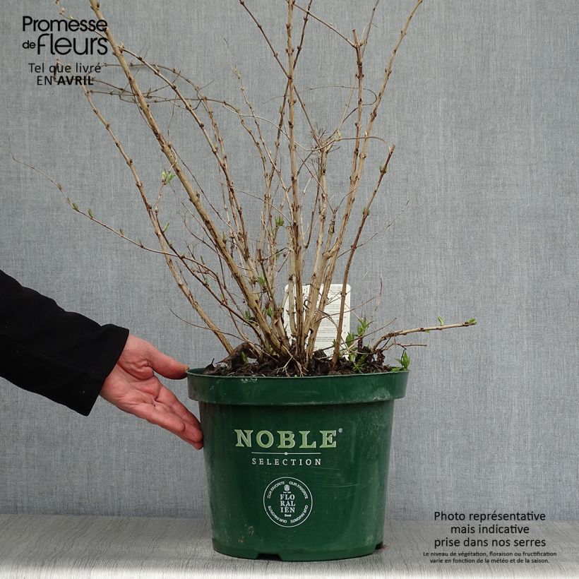 Example of Deutzia compacta Lavender Time - Deutzie Topf mit 7,5L/10L as you get in printemps