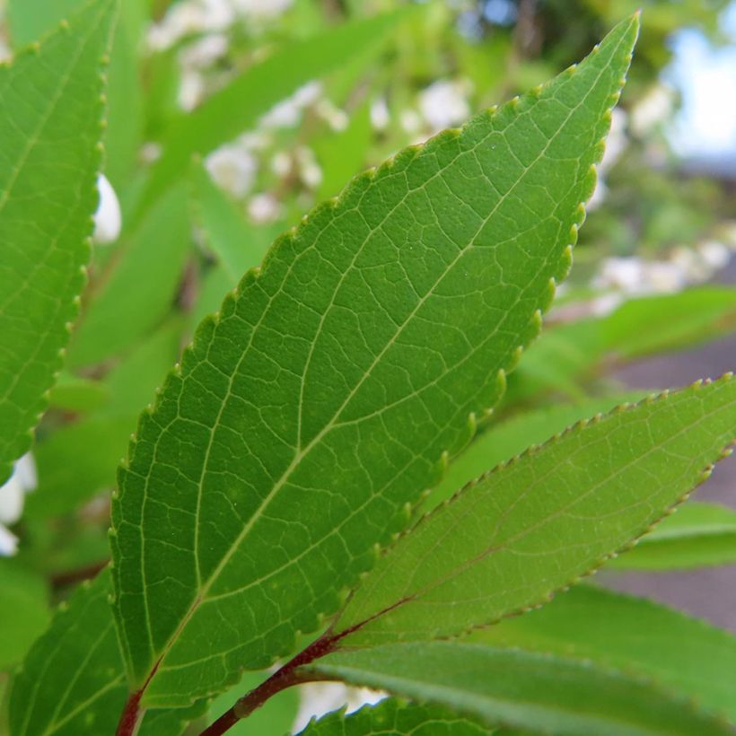 Deutzia gracilis - Zierliche Deutzie (Foliage)
