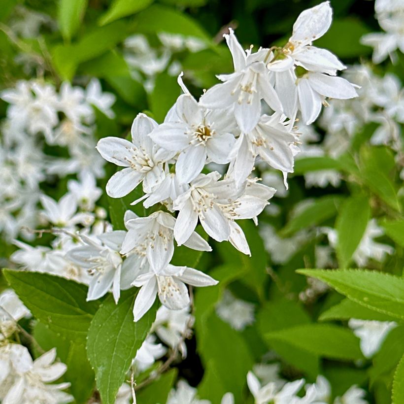 Deutzia gracilis - Zierliche Deutzie (Flowering)