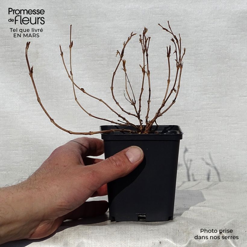 Example of Deutzia gracilis Nikko - Zierliche Deutzie Kleine Töpfe von 8/9 cm as you get in printemps