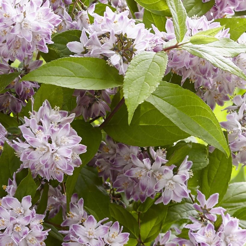 Deutzia Raspberry Sundae - Deutzie (Foliage)