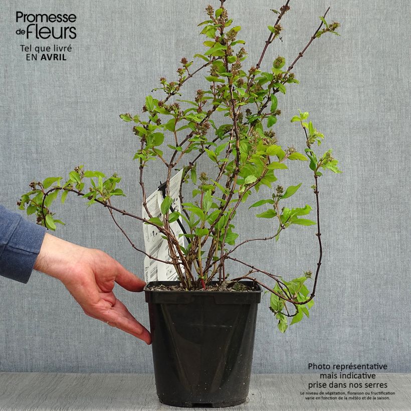Example of Deutzia Raspberry Sundae - Deutzie Topf mit 3L/4L as you get in printemps