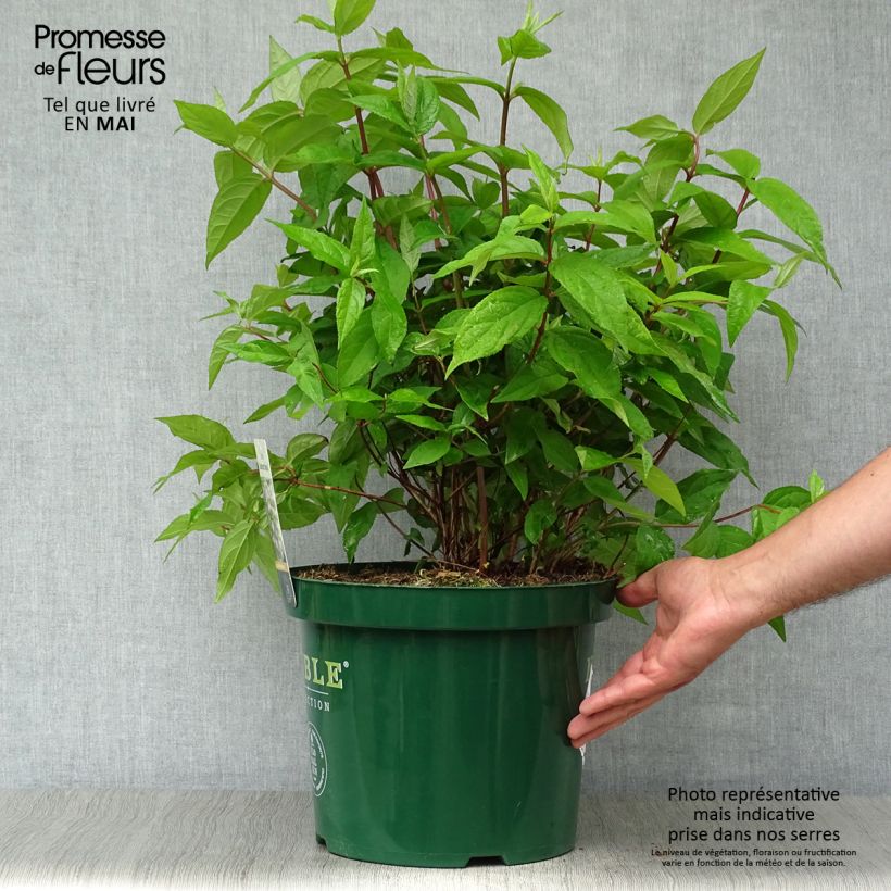 Example of Deutzia Raspberry Sundae - Deutzie Topf mit 7,5L/10L as you get in printemps