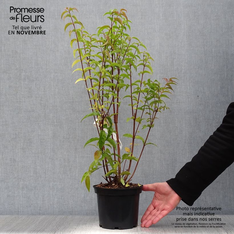 Exemplar von Deutzia magnifica - Pracht-Deutzie Topf mit 2L/3L wie im Herbst geliefert