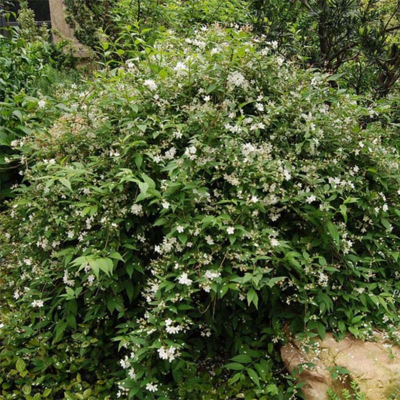 Deutzia rosea Campanulata - Deutzie (Wuchs)