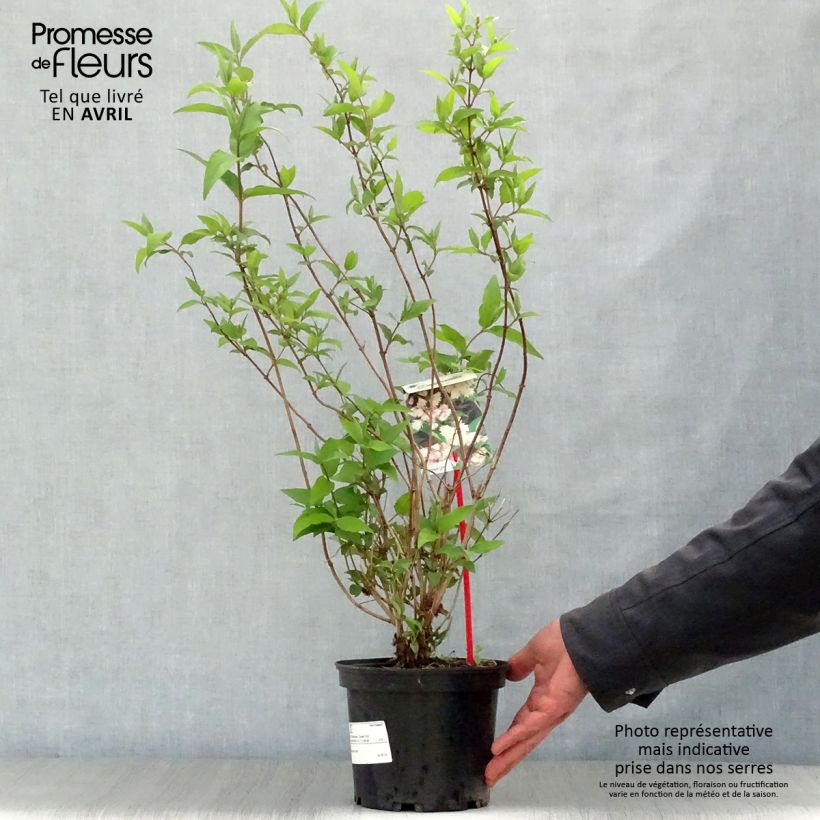 Example of Deutzia scabra Codsall Pink - Scharfe Deutzie Topf mit 2L/3L as you get in printemps
