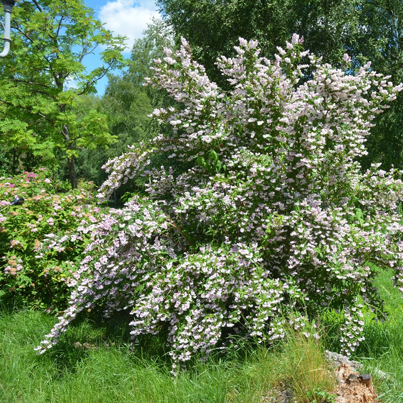 Deutzia scabra Codsall Pink - Scharfe Deutzie (Plant habit)