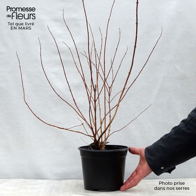 Exemplar von Deutzia scabra Plena - Scharfe Deutzie Topf mit 2L/3L wie im Frühjahr geliefert